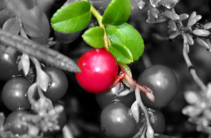 Bashneft con sopra la bacca